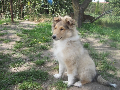 guliano