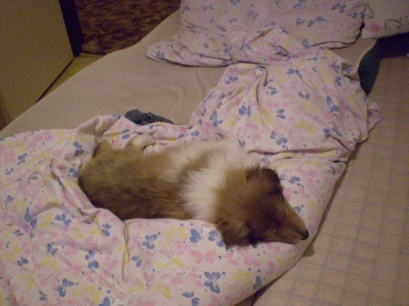 max-v-posteli