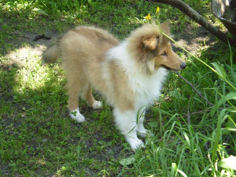 max